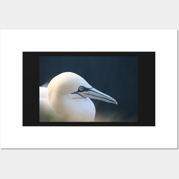 Gannet Wall Art by orcadia